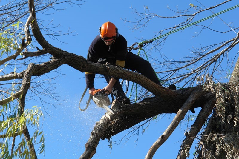 Tree Felling from Logs and Lawns