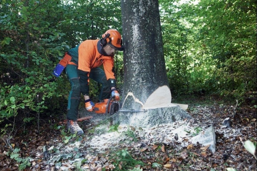 Tree maintenance from Logs and Lawns